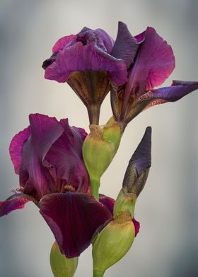 iris gladiolus in bloom 