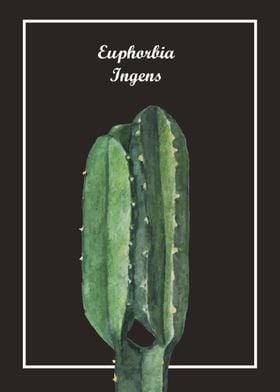 Euphorbia Ingens