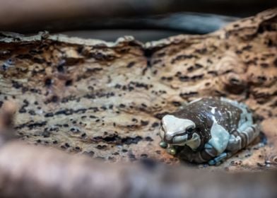 Frog Taking a Break