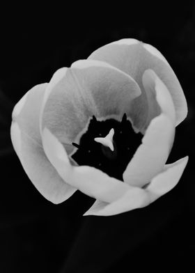 Black and white poppy clos