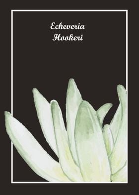 Echeveria hookeri