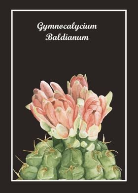 Gymnocalycium Baldianum