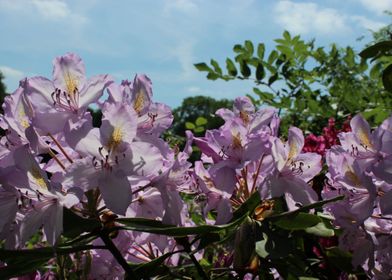 Summer Blossom 