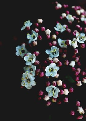 Viburnum flowers