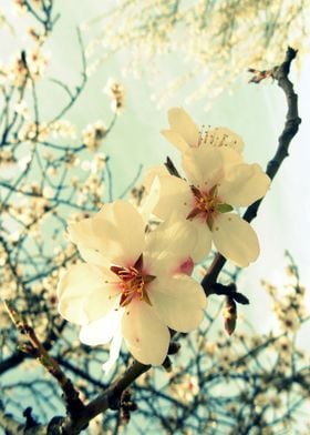 Plum tree blossoms