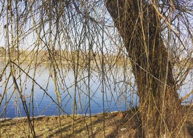 The lake and the tree