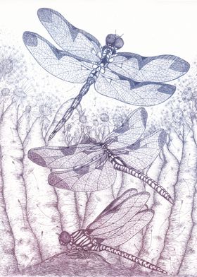 Dragonflies dandelions 2