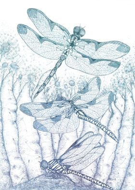 Dragonflies dandelions 1