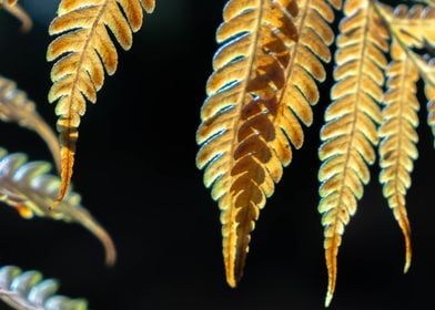 Golden Leaves