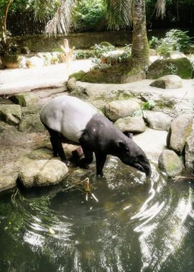 Malayan Tapir