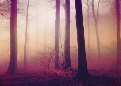 Mysts  Misty Woodland