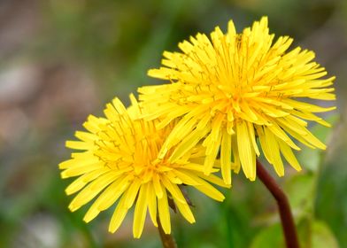 dandelion in the meadow