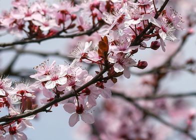 pink flower on the tree