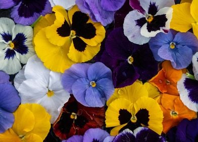 Colourful Flowers