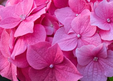 pink hydrangea in bloom