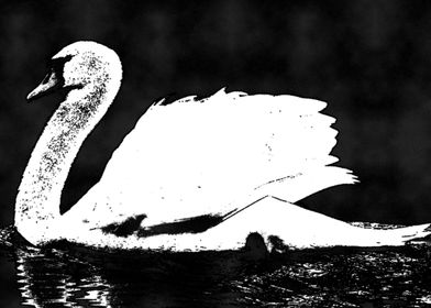 swan black and white