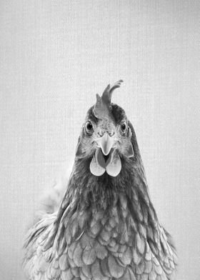 Chicken BW