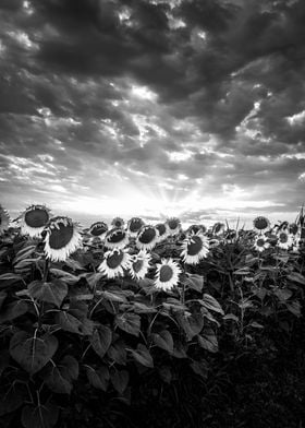 Monochrome sunflowers