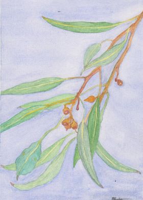 Gumleaves Watercolour