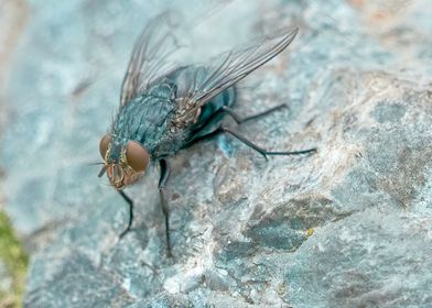 fly insect on rock
