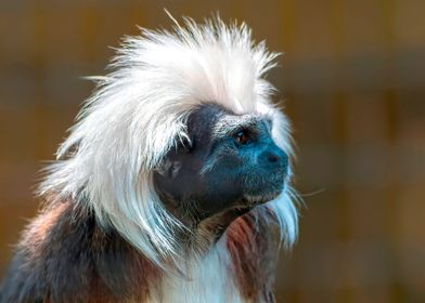 tamarin with a crown 