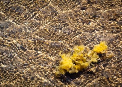 Yellow algae underwater