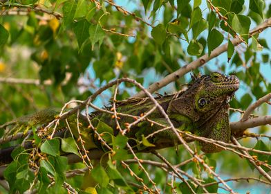 Cool iguana on tree