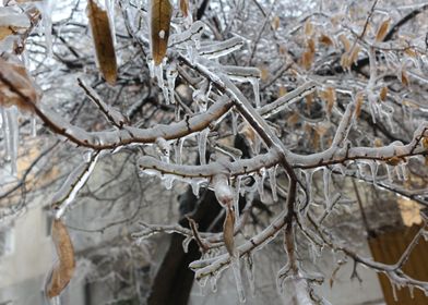 The ice covers the branche