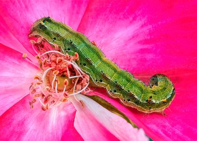 green caterpillar on rose
