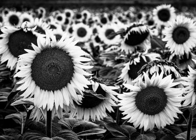 Monochrome sunflower
