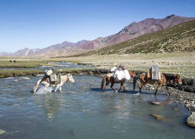 Horses crossing a river