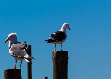 Two relax seagulls 