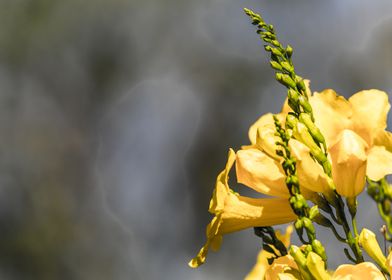 Yellow flowers