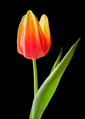 tulip in bloom on black