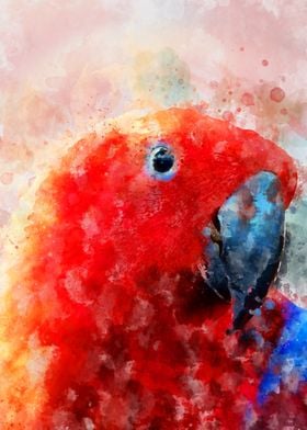 Eclectus Parrot