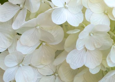 white hydrangea in bloom