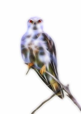 Black Shouldered Kite