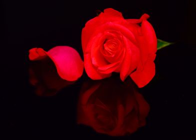 Red Rose Mirrored