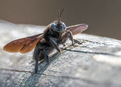 tabanidae horsefly insect 
