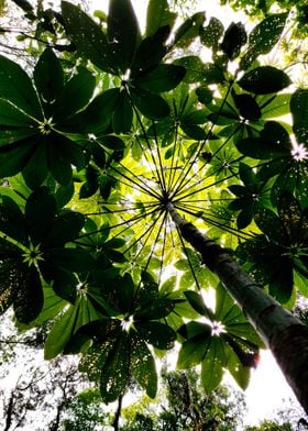 GREEN SUN SHADE