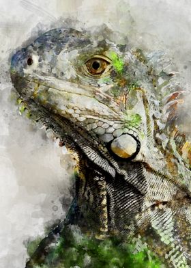 Iguana