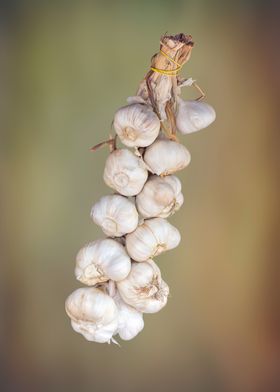 gsrlic hung in the hut