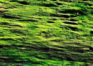 GREEN TEXTURE