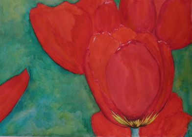 Red tulips in watercolor