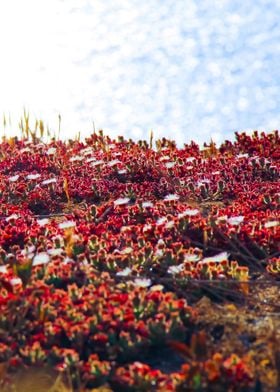 blooming red flowers