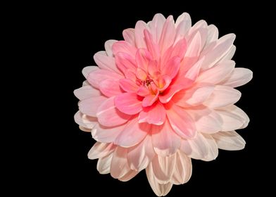 isolated pink dahlia 