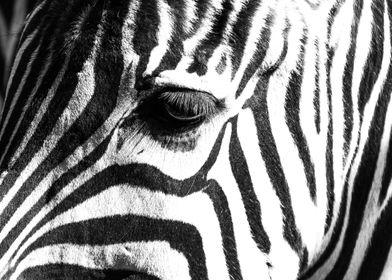 Zebras eye