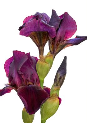 iris gladiolus in bloom 