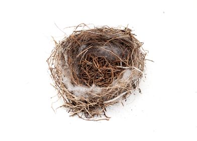 Empty bird nest