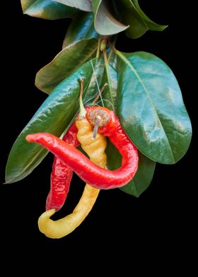 chili pepper on black